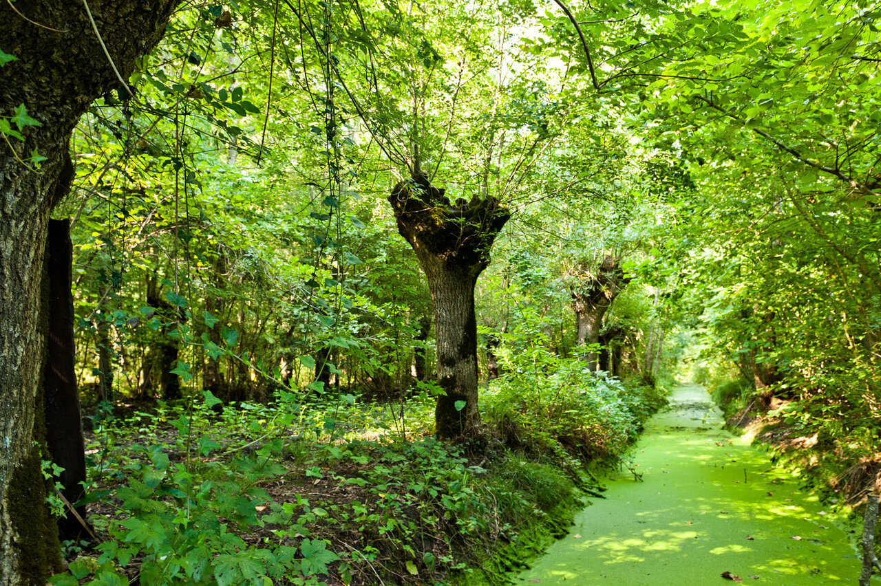 Marais de Galuchet  © A. Giraud