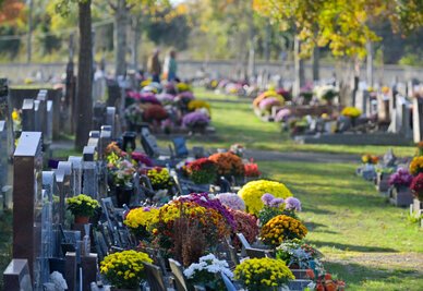 Allée d'un cimetière bordée de stèles et de tombes ornées de chrysanthèmes colorés, arbres aux feuilles d'automne en arrière-plan